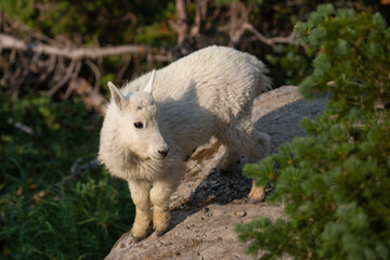 A baby mountain goat stands on the edge of a rock jutting out from a cliff face. Pine trees grow up from the ground below the cliff and from the other side of the rock. 