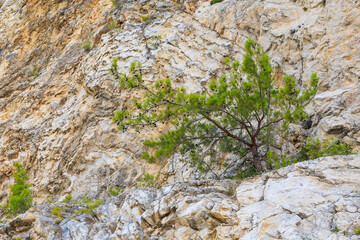 Green coniferous plants in the mountainous part of the Turkish Mediterranean coast. Atmospheric landscape