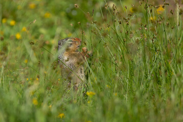 An eye level view of a ground squirrel in a green meadow standing up on it's back legs and grasping a grass stem with it's two front paws before eating the grass. 