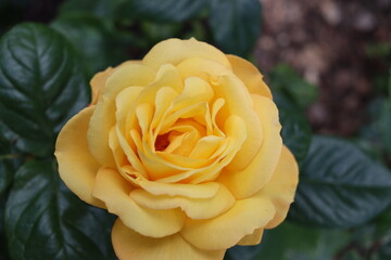 Yellow Rose Closeup