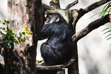 Chimpanzé 