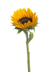 Large isolated blooming yellow sunflower stem
