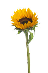 Large isolated blooming yellow sunflower stem © clsdesign