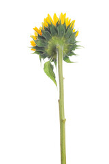 Large isolated blooming yellow sunflower stem