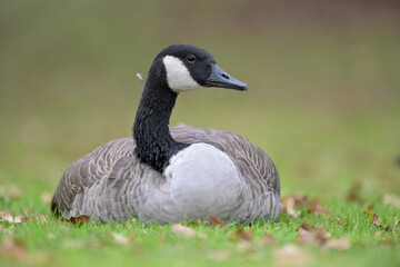Kanadagans Branta canadensis