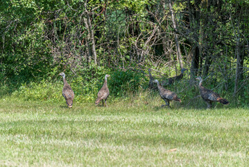 Wild Turkey Poults Walking By The Woods