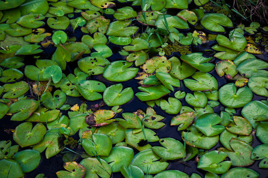 Verde, água, Folhas, Nuphar