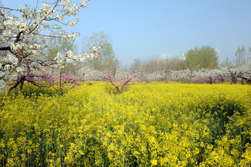 The spring fields are full of rapeseed flowers, a beautiful idyllic scene.