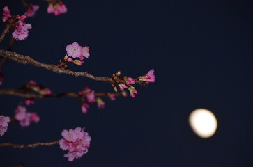 Naklejka na ściany i meble cherry blossom sakura
