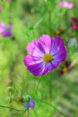 コスモス （秋桜）