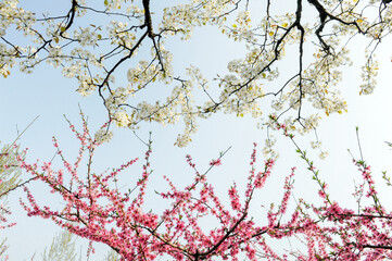 Peach and pear blossoms that bloom in spring