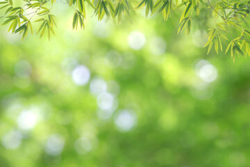 Bamboo forest and green meadow grass with natural light in blur style. Bamboos green leaves and bamboo tree with bokeh in nature forest. Nature pattern view of leaf on blurred greenery background