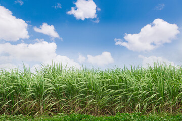 Green sugarcane plantation with blue sky and white cloud. Sugarcane trees growing during the rainy season of Thailand - obrazy, fototapety, plakaty