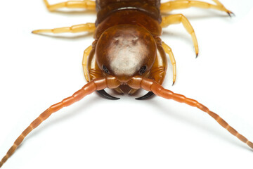 centipede (Scolopendra sp.) sleeping on White background. Macro centipede
