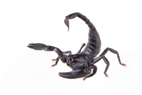 Emperor Scorpion, Pandinus imperator, of white background.  Images of high-resolution scorpions suitable for graphic work or tattoo shops.