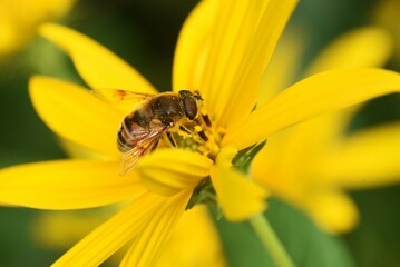 Fototapeta premium キクイモの花