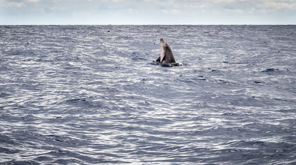 Shot of a bottle-nosed dolphin at the coast of Madeira © deejaymd