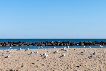 A lot of seagulls on the beach. Wild waterfowl resting on the beach.