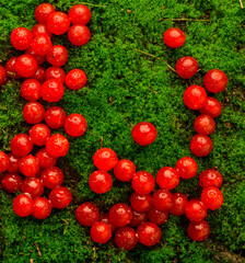 red round viburnum berries on green moss close-up.viburnum on moss for desktop wallpaper background macro