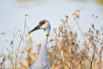 Sandhill Crane