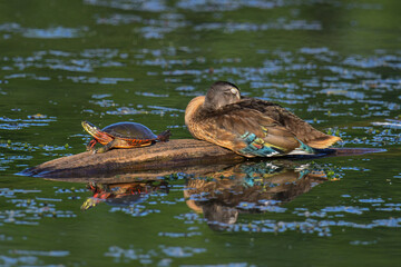 Wood Duck and Painted Turtle