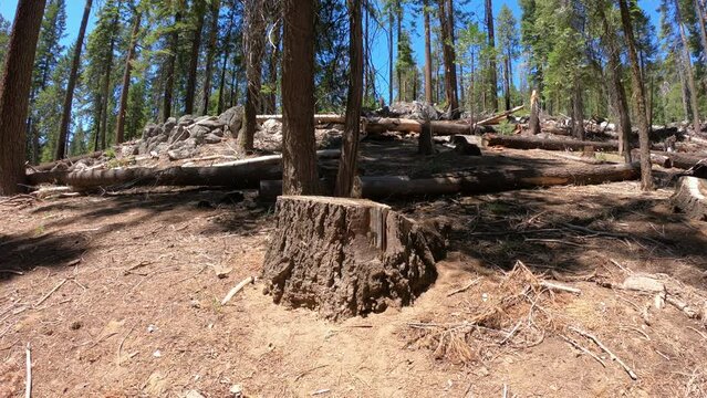 DOLLY SHOT - A Douglas squirrel (or chickaree) sitting on top of a tree trunk in Mariposa Grove of Giant Sequoias, Yosemite National Park, California, USA.