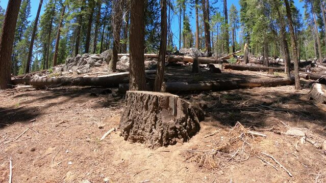 DOLLY SLOW MOTION SHOT - A Douglas squirrel (or chickaree) sitting on top of a tree trunk in Mariposa Grove of Giant Sequoias, Yosemite National Park, California, USA.