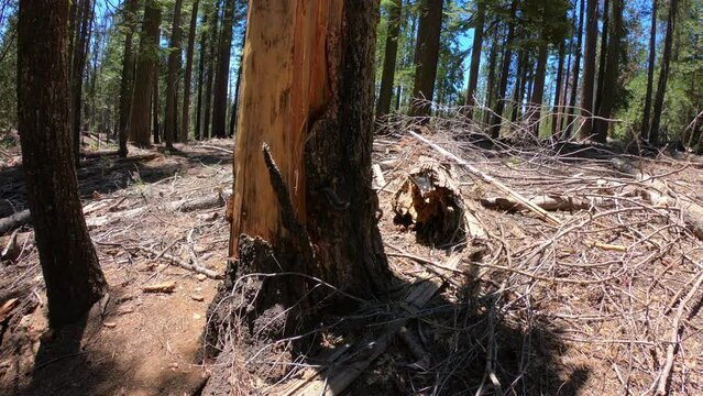 SLOW MOTION SHOT - Douglas squirrels (or chickaree) on a tree trunk in Mariposa Grove of Giant Sequoias, Yosemite National Park, California, USA.