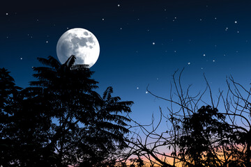 Beautiful night silhouette background.