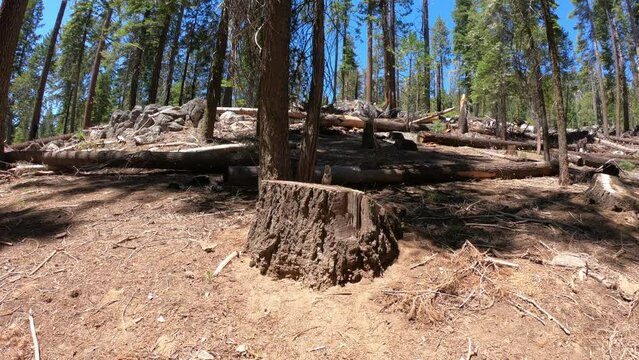 DOLLY SLOW MOTION SHOT - A Douglas squirrel (or chickaree) sitting on top of a tree trunk in Mariposa Grove of Giant Sequoias, Yosemite National Park, California, USA.