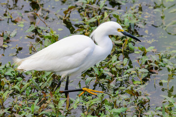 Snowy Egret
