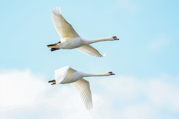 Mute Swans
