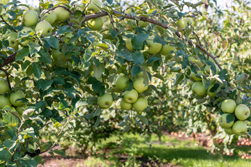 Fototapeta na wymiar green apples hanging on fruit trees at Apple Orchard. Autumn Picking