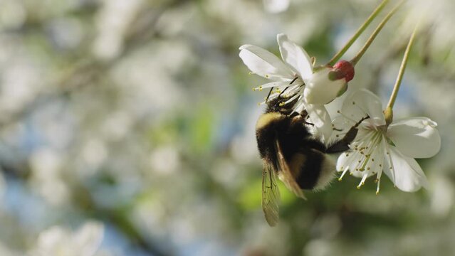 Macro shooting of a bumblebee pollinating the white flower of a cherry blossom. Slow motion.