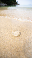 Fototapeta na wymiar 瀬戸内海の綺麗な砂浜に打ち上げられたクラゲ