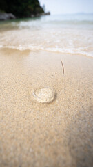 Fototapeta na wymiar 瀬戸内海の綺麗な砂浜に打ち上げられたクラゲ