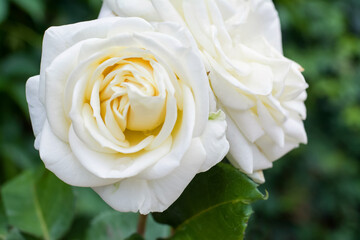 Bush with beautiful blooming roses in garden on sunny day, closeup