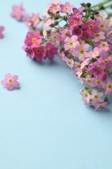 Beautiful Forget-me-not flowers on light blue background, closeup. Space for text
