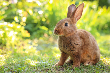 Cute fluffy rabbit on green grass outdoors. Space for text