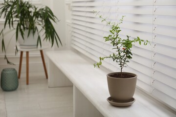 Young potted pomegranate tree on window sill indoors, space for text