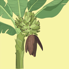 Banana tree vector illustration with flower and branch of bananas. 