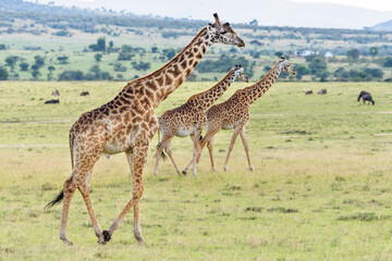 Naklejka na ściany i meble Selective focus on Masai giraffe (Giraffa Camelopardalis Tippelskirchii) in Maasai Mara National Reserve, Kenya