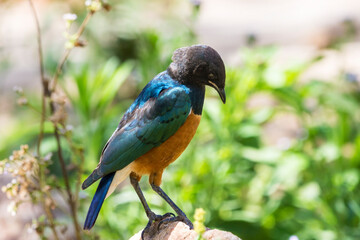 Superb starling (Lamprotornis superbus) in Lake Nakuru, Kenya