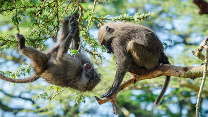 Two olive baboons (Papio Anubis) fighting perched on trees, Lake Nakuru, Kenya - obrazy, fototapety, plakaty