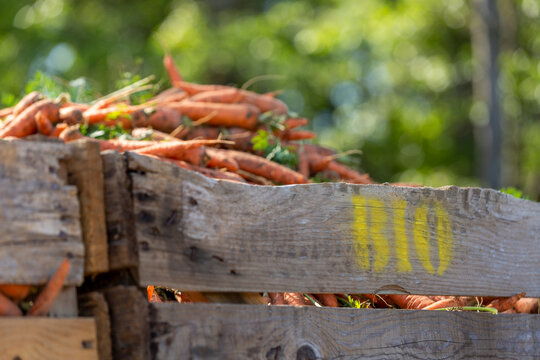 Organic carrot harvest in Canadian farm. High quality photo