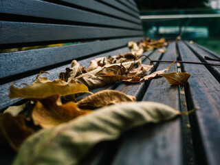 Leaves on a bench