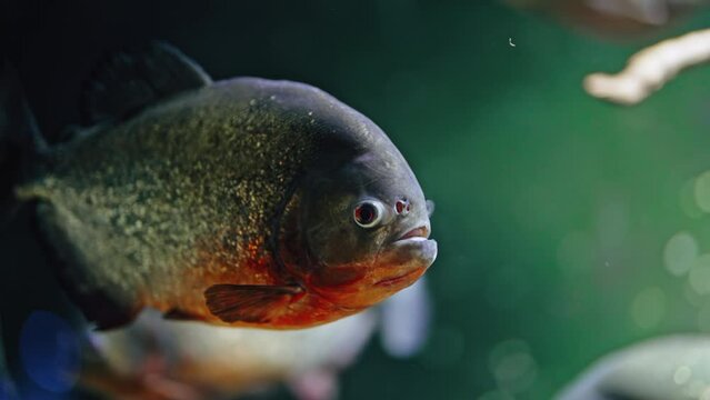 Predatory hungry freshwater red bellied piranha fish swimming in river water in South America jungle. Flock of piranhas close-up view.
