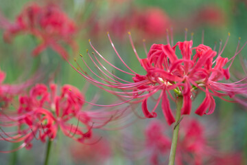 曼殊沙華（彼岸花）
