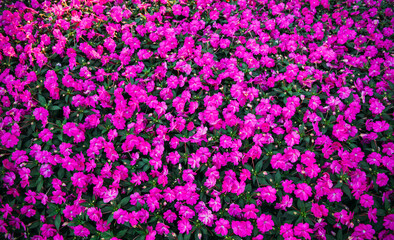 purple and yellow flowers