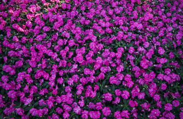 flowers background